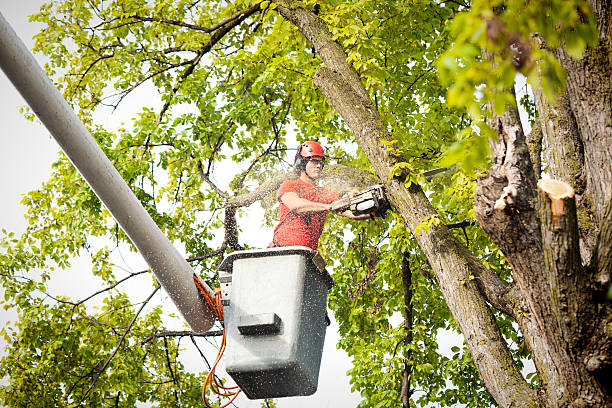 The Steps Involved in Our Tree Care Process in Gold River, CA